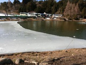 池の半分が凍っていました