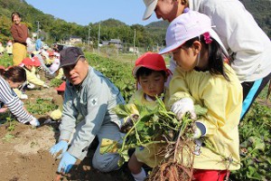 つるのついたままでも土が軟らかくて掘りやすかったです