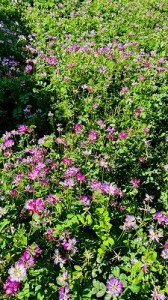 LINE_ALBUM_20250421れんげ摘み_250519_186