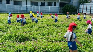 LINE_ALBUM_20250421れんげ摘み_250519_20