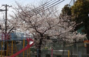 園庭の桜も早くも満開！