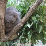 コアラさんは、寝ていましたｚｚｚｚ