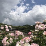 須磨離宮公園のバラがいっぱい