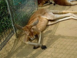 カンガルーさん。お疲れ様です・・・