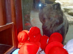 くまにご対面している「ぐま組」の子ども達！「お～～～‼」と歓声があがっていました。