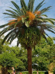 帰る間際のひと言。「先生～！大きなパイナップル～～‼」