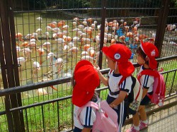 一番に見たのは、フラミンゴです。　　☺「フラミンゴさんものどが渇いているんだね」　　