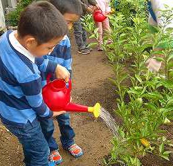 徳島県よりすだちの木をプレゼンしていただき、幼稚園の畑に「すだちの苗木」を植えました。