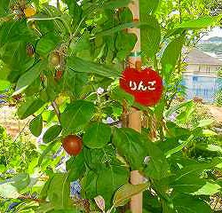 これはビックリ！＼(◎o◎)／！　　　　　　　　　　　　　　　　　　　　　　　　　　　　　　　　　　　　　　　　　　　　　大阪でリンゴが出来ました～‼