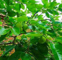 【柿】です。去年はなぜか不作だったんですが、今年は大丈夫そうです！楽しみ～～‼　　　　　　　　　　　　　　　　　　　　　　　　　　　　　　　柿はこの他にも鳥取県の柿の木が２本園庭に植わっていますが、こちらままだまだ生育中です～